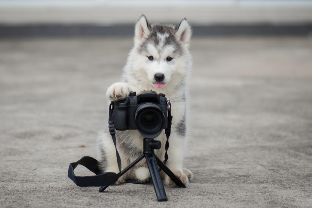 Poze cu câini perfecte Pui de câine Husky face o poză