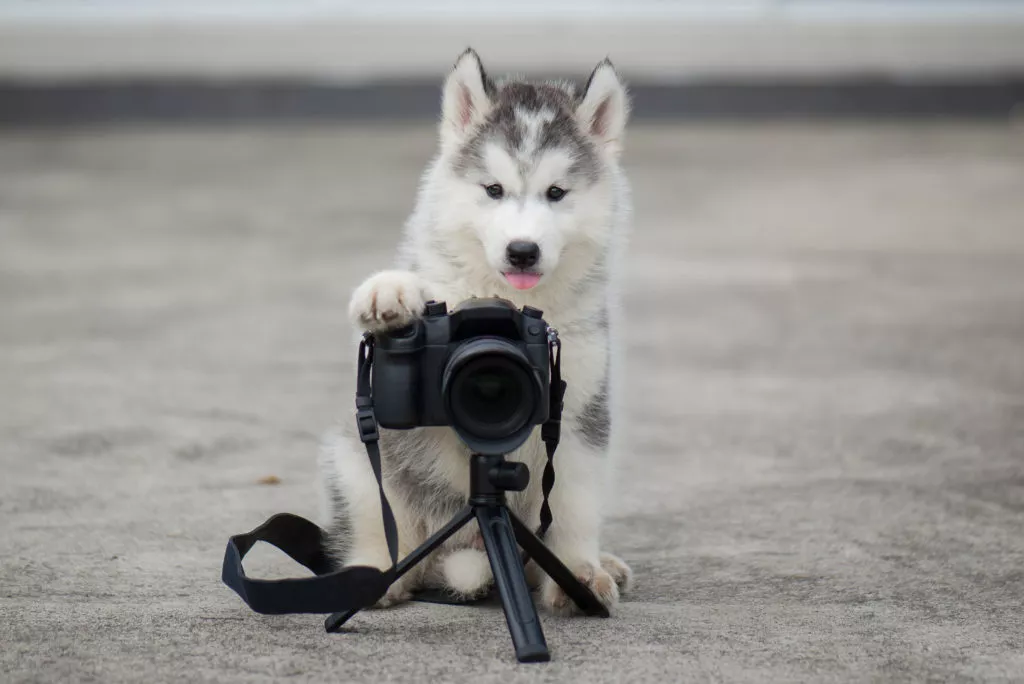 Pui de câine Husky face o poză
