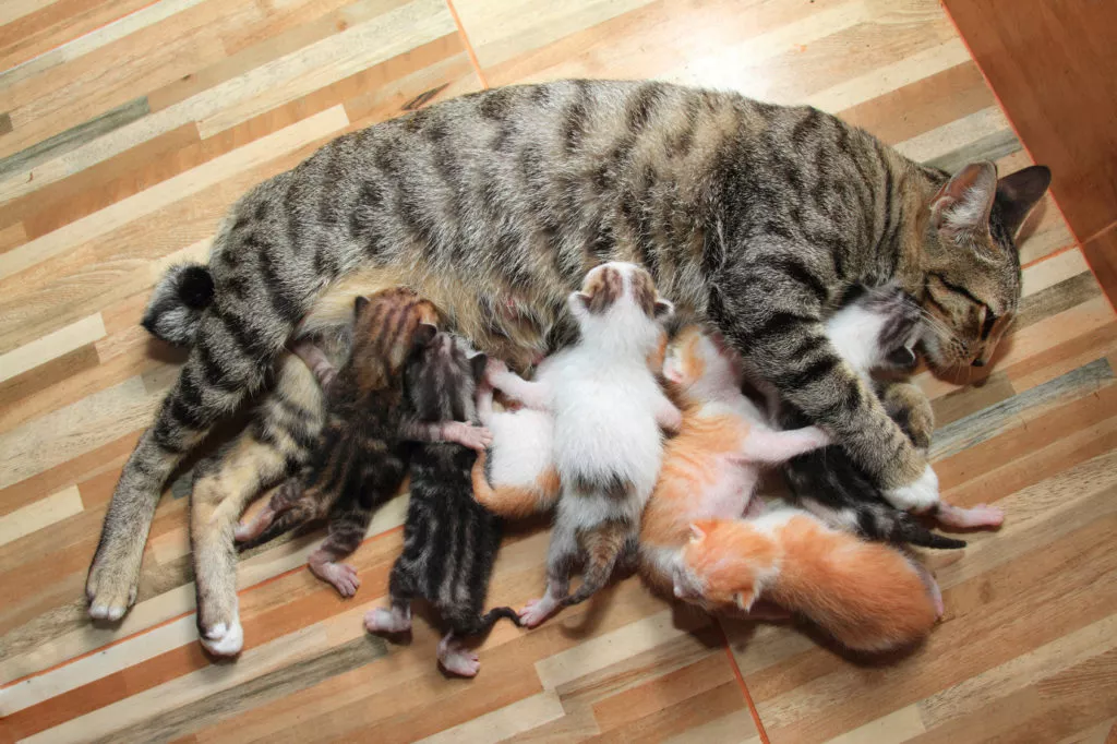 Pisica își alăptează puii pentru prima dată după naștere