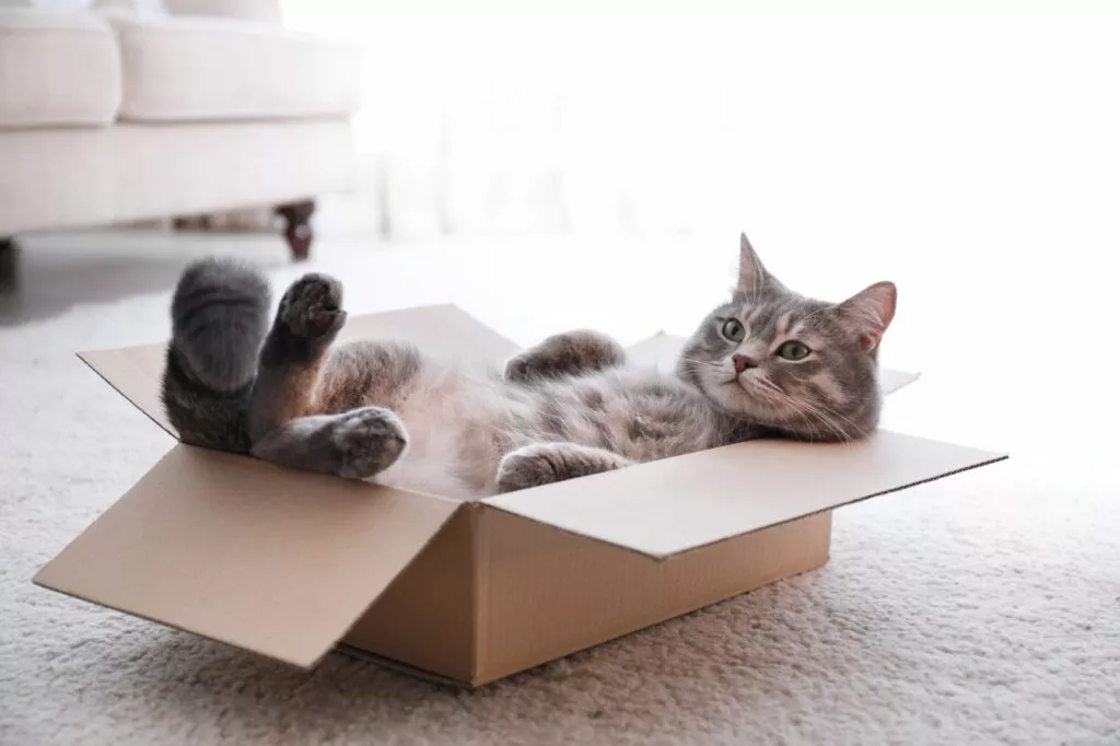 Pisica întinsă într-o cutie de carton