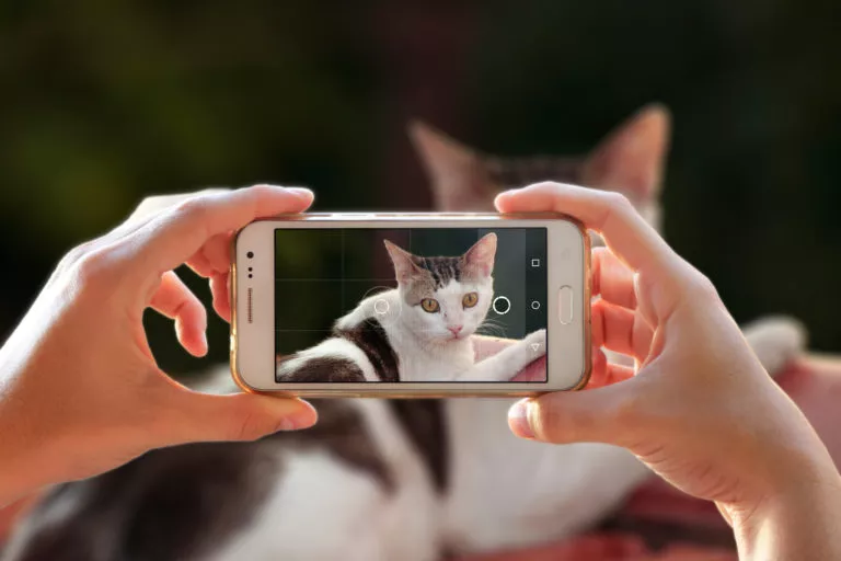 O persoană își fotografiază pisica cu un telefon mobil. Femeie care face o fotografie cu camera unui smartphone.