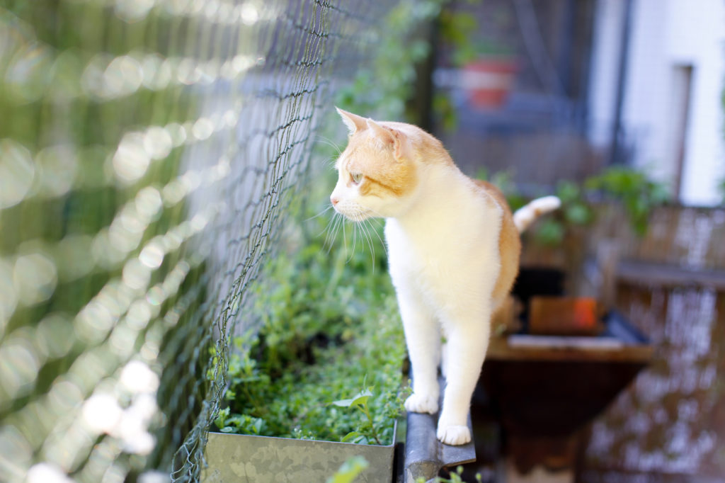 Pisica într-un balcon cu plasă de protecție și multe flori