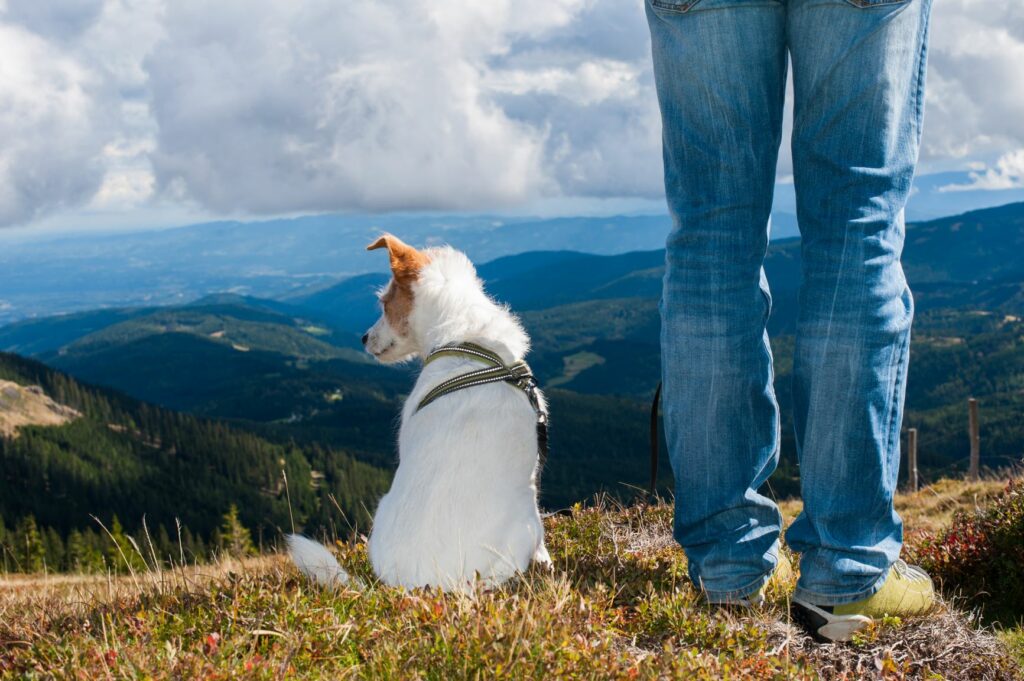 Câinele și un om în vârf de munte