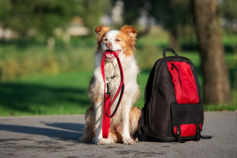 Câine cu lesa în gură lângă geantă, gata de drumeție
