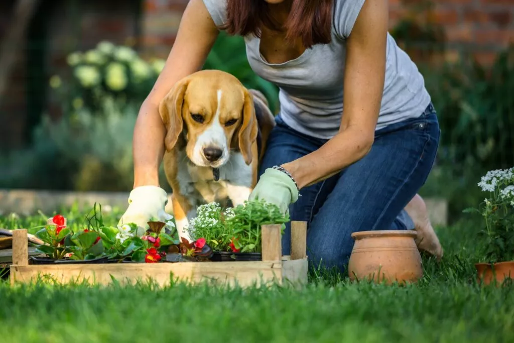 Un câine beagle și o femeie în grădina cu flori