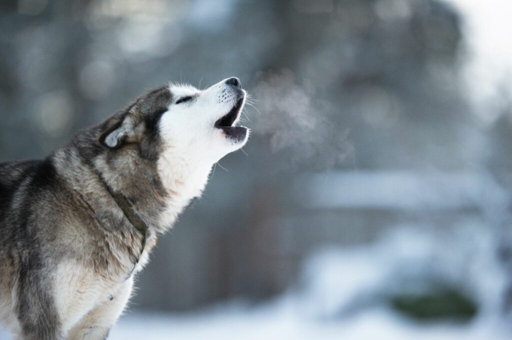 Câine Husky Siberian urlând