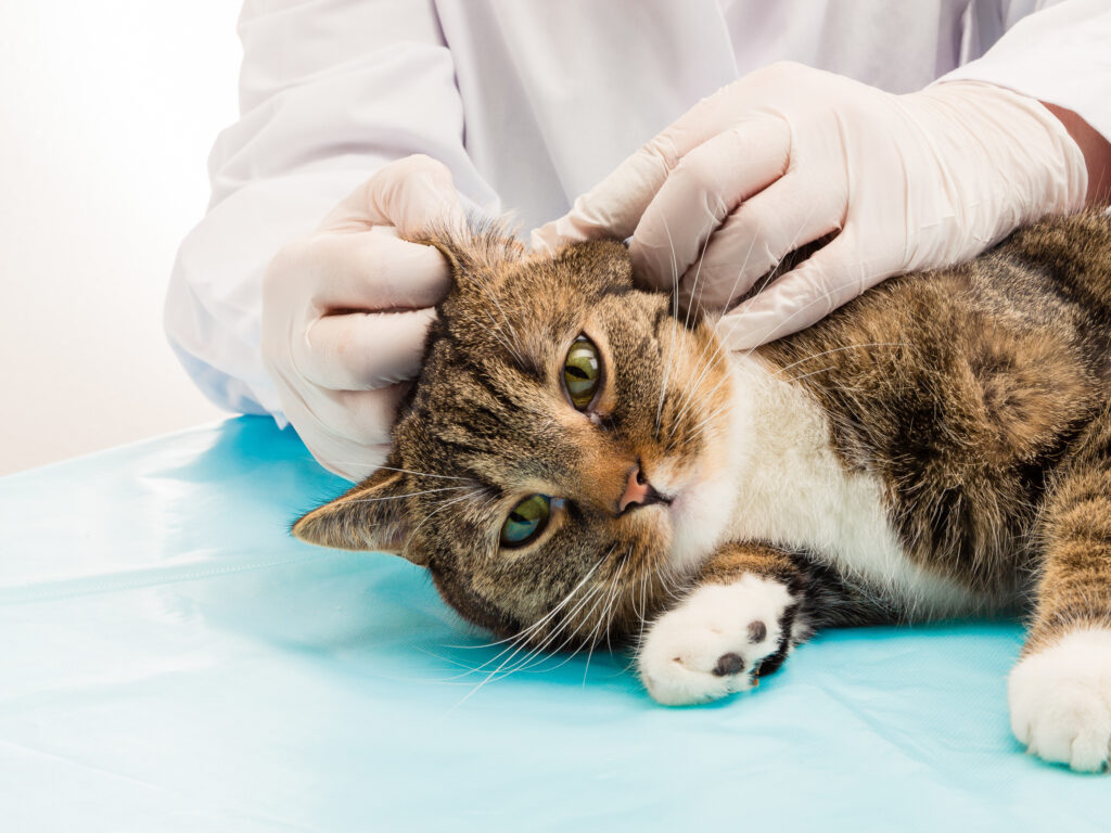 Control veterinar pentru a depista râia auriculară la pisici