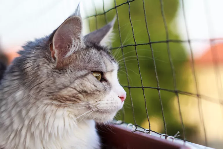 Pisica într-un balcon cu plasă de protecție privește afară