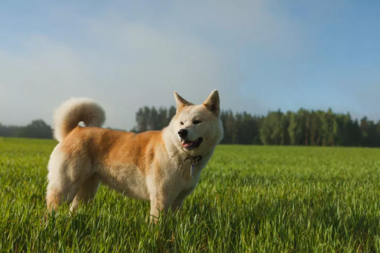 Câine akita inu, cu blana roșcată și botul crem, intr-un câmp cu iarbă.