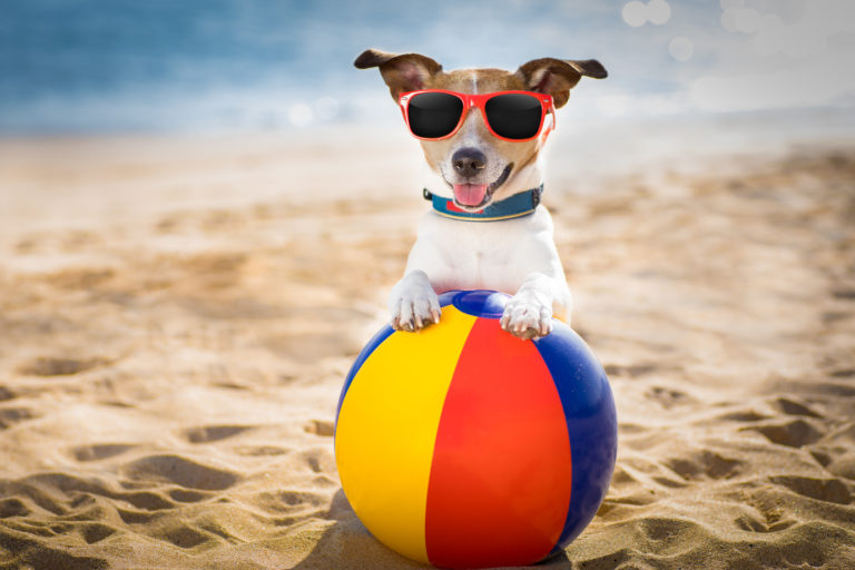 resource Malignant Inside Top 10 accesorii de vară pentru câinele tău | zooplus Ghid