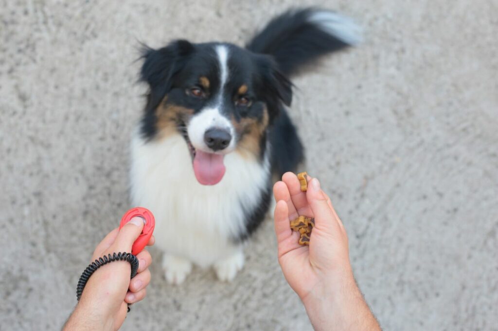 Caine dresaj clicker recompense Caine border collie negru cu alb la dresaj, caine dresat cu ajutorul clickerului, dresaj cu clicker, caine recompensat la dresaj, caine asteptand recompensa din mana stapanului, gustare pentru caini