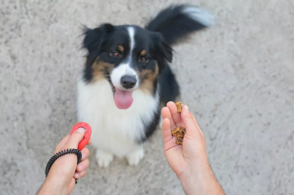 Caine border collie negru cu alb la dresaj, caine dresat cu ajutorul clickerului, dresaj cu clicker, caine recompensat la dresaj, caine asteptand recompensa din mana stapanului, gustare pentru caini