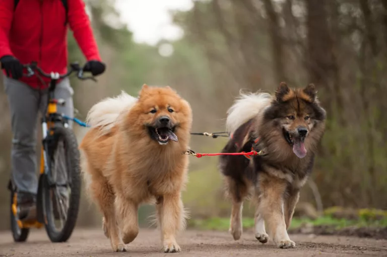 Doi caini care aleargă pe langă bicicleta stapanului in padure