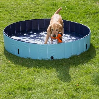 Labrador in piscina pentru caini, labrador care se joaca in piscina pe iarba, piscina albastra pentru caini, jucarii acvatice pentru caini, piscina pentru caini in gradina, piscina pentru caini pentru gradina