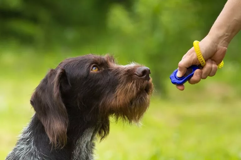 Ogar irlandez la dresaj cu clickerul, stapanul apasa pe clicker iar cainele asculta, dresaj in natura, cu cainele in natura, dresaj canin in natura, caine maro dresat de stapan in parc, dresajul câinilor in parc