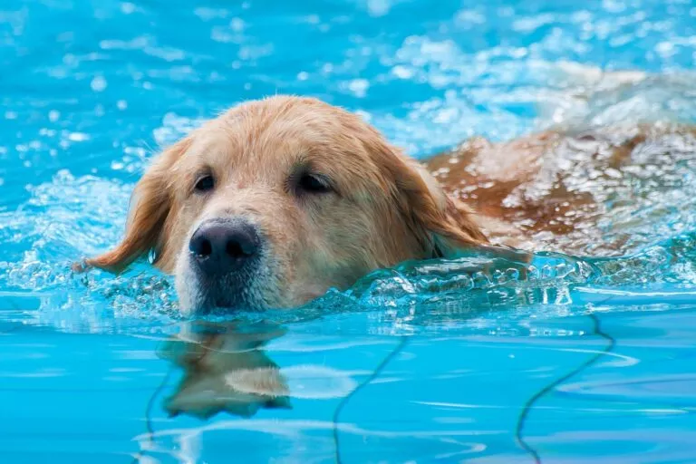 Golden retriever care inoată într-o piscină