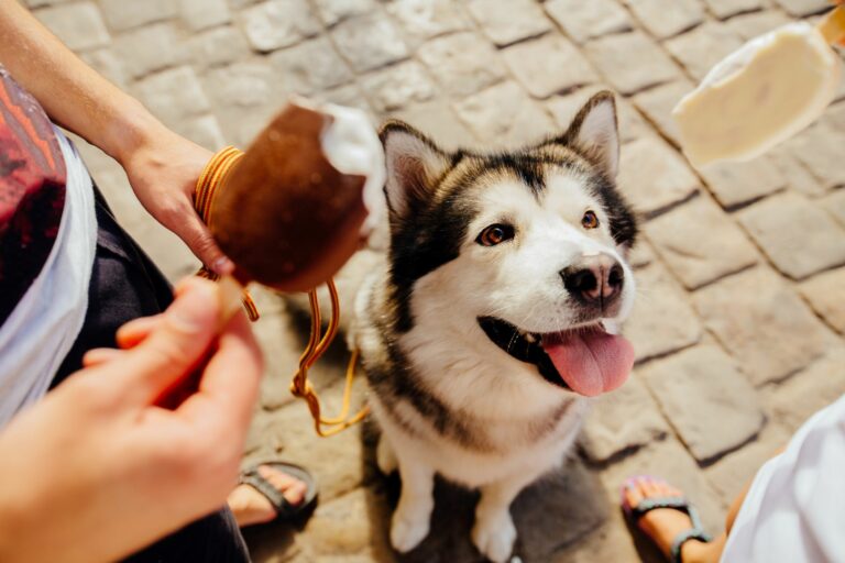 Caine husky cu limba scoasă se uită cu poftă la mâinile stăpânilor care mănâncă înghețată, articol despre înghețata pentru câini