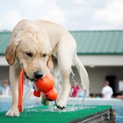 Caine ud care iese din piscina, caine care se joaca la piscina, caine jucarie piscina. jucarie kong pentru caini, jucarie kong piscina, golden retriver ud