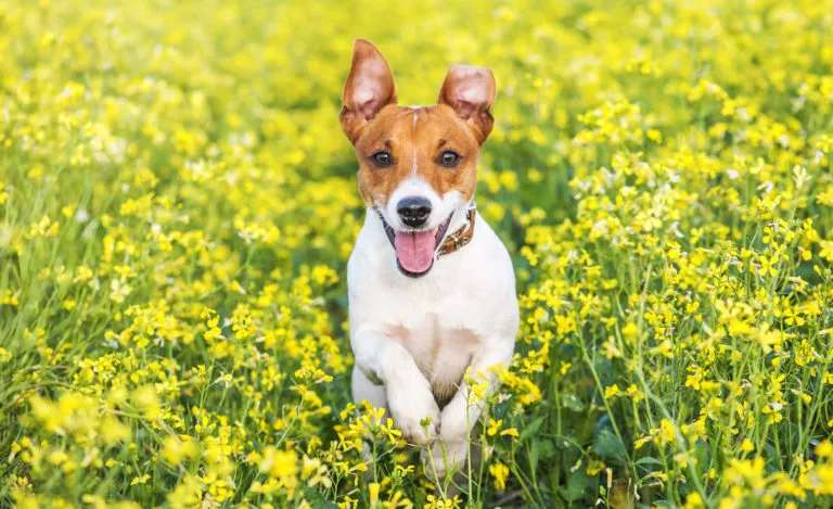 Câine Jack Russell adult într-un lan cu rapiță