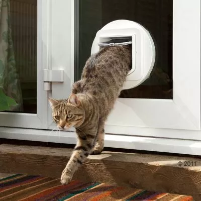 usa automata pentru pisici cu cititor de cip, pisica tarcata iese afara prin usa automata