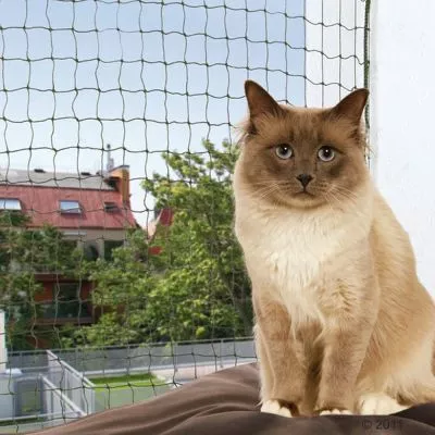Pisică pufoasă care stă în partea dreaptă la geamul protejat de o plasă de protecție