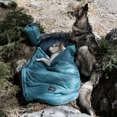 catel alb care doarme intr-un sac de dormit albastru la munte