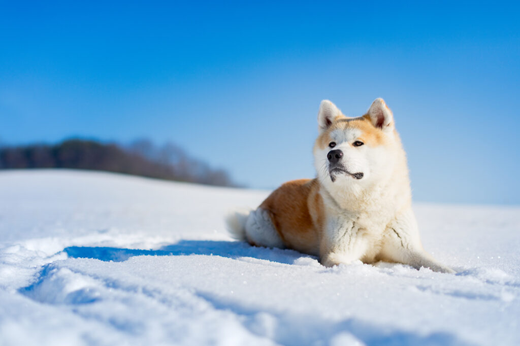 akita-inu-zapada caine din ras achita inu sta intins pe zapada