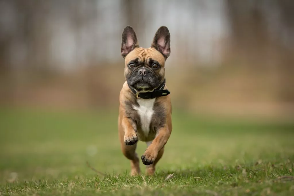 Bulldog francez care aleargă pe iarbă