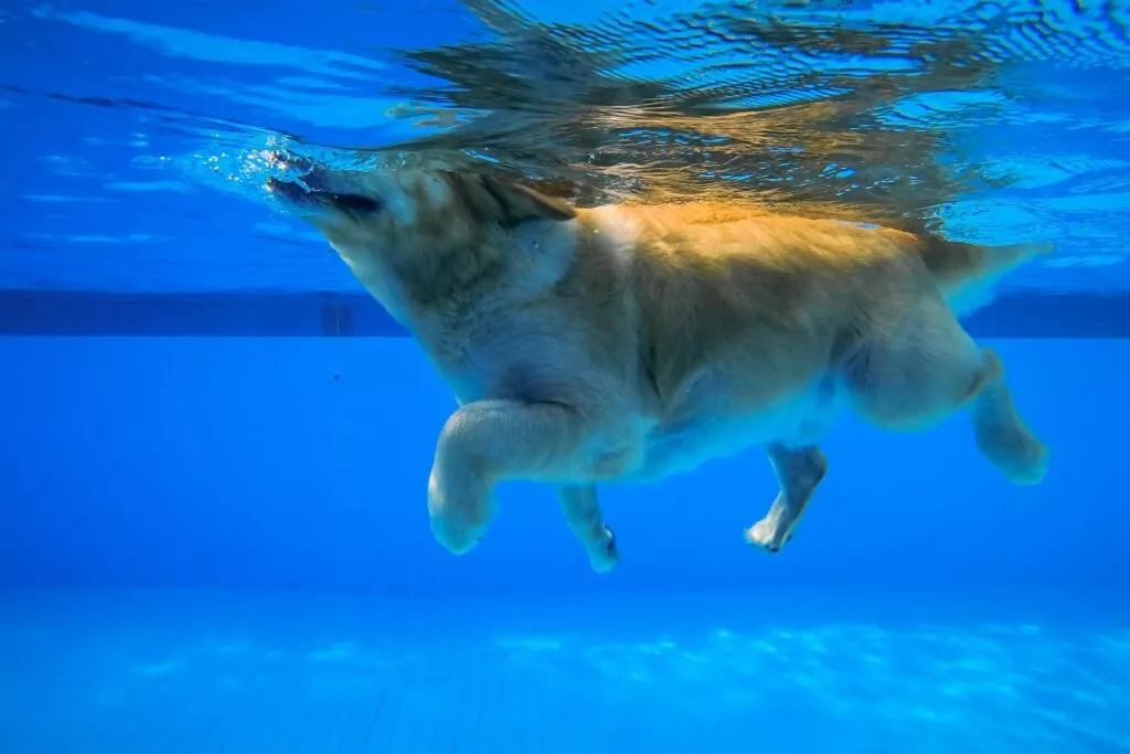 Golden retriever inoata intr-o piscina - fotografie acvatica