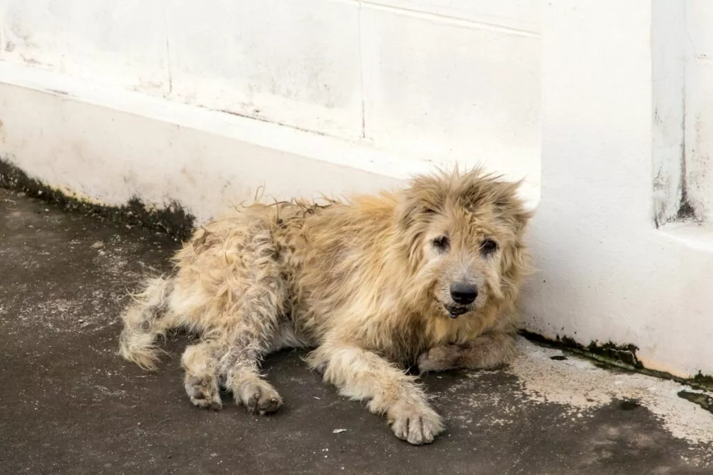 câine abandonat cu blana murdară