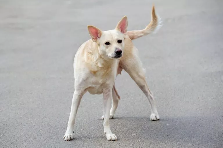 câine fără stăpân pe stradă