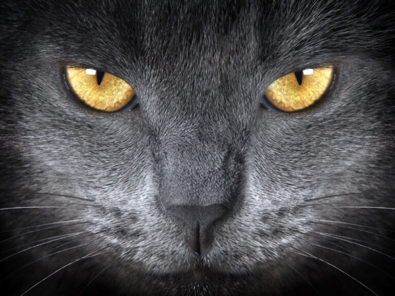 ochi de pisică british shorthair
