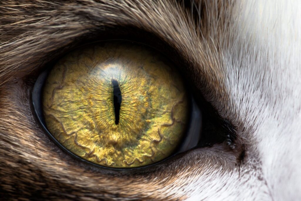prim plan cu ochi de pisică
