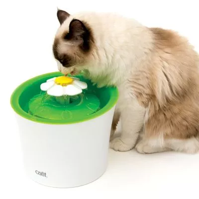 Pisica care bea dintr-o fântână de băut pentru pisici