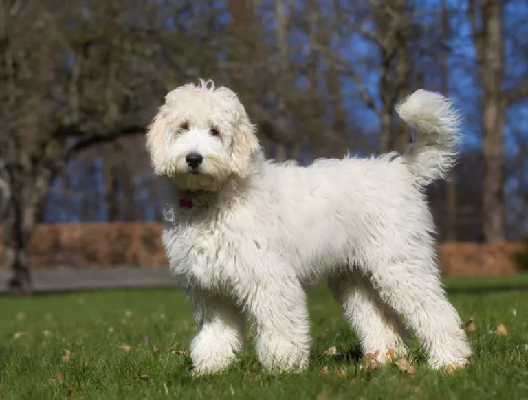 Câine labradoole alb cu coada ridicată se uita catre camera in timp ce este in parc pe iarba