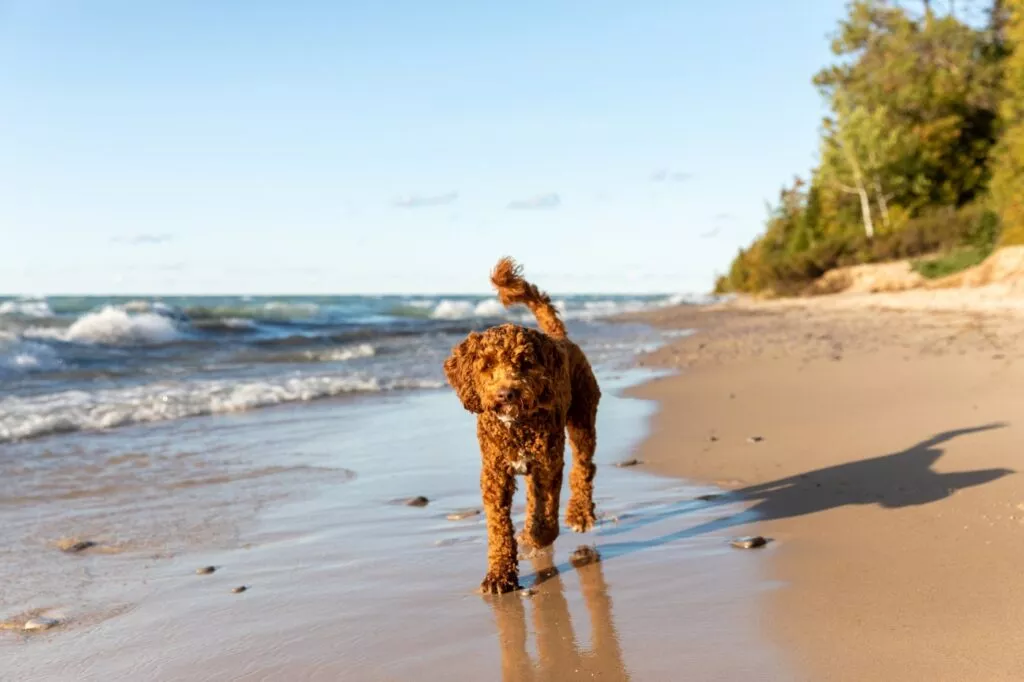 Un labradoodle australian se plimbă de-a lungul malului lacului Michigan