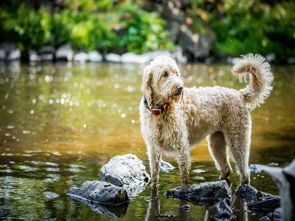 Labradoole alb cu zgardă roșie care se joacă în apa unui lac verde putin adanc