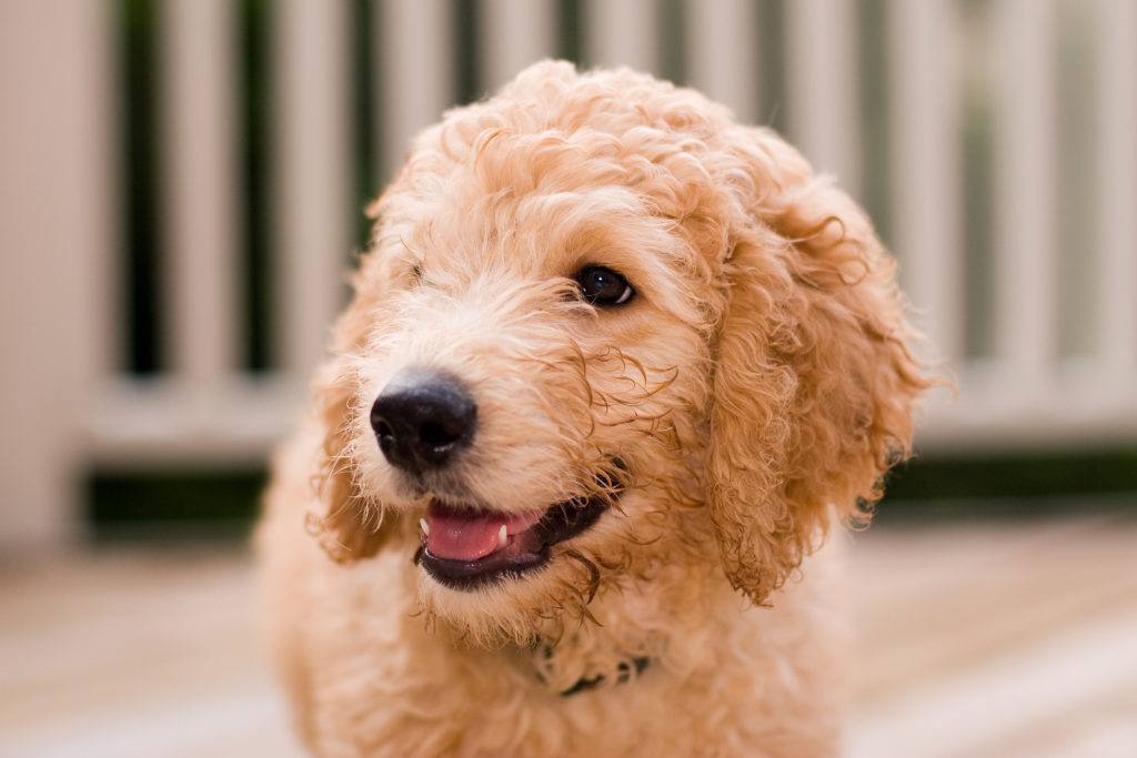 Labradoole de 10 săptămâni Pui de Labradoole alb portret