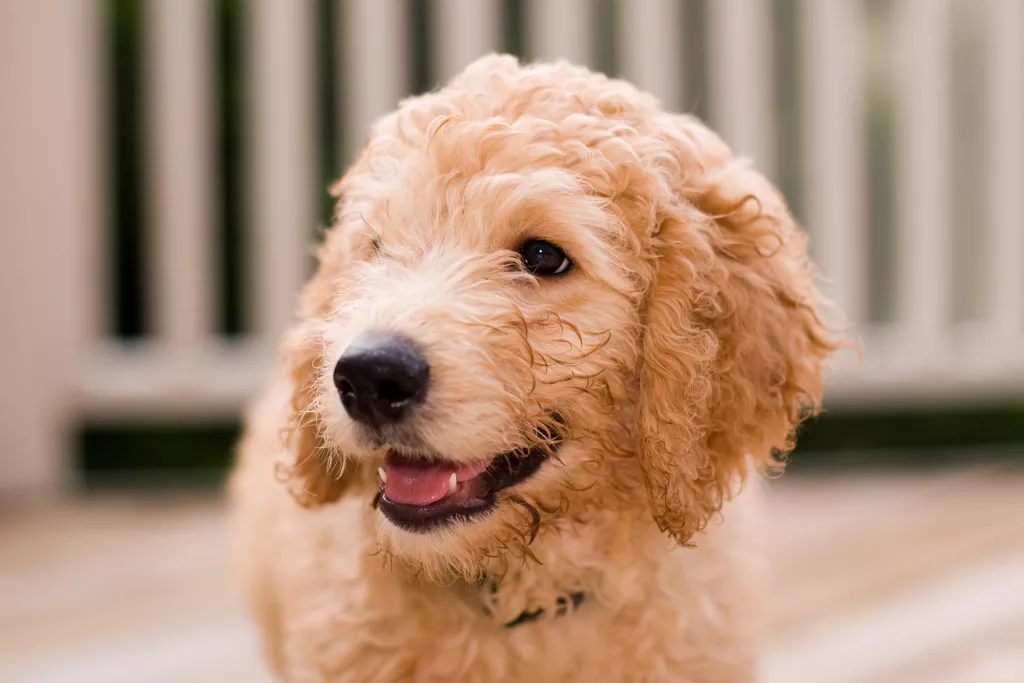 Pui de Labradoole alb portret