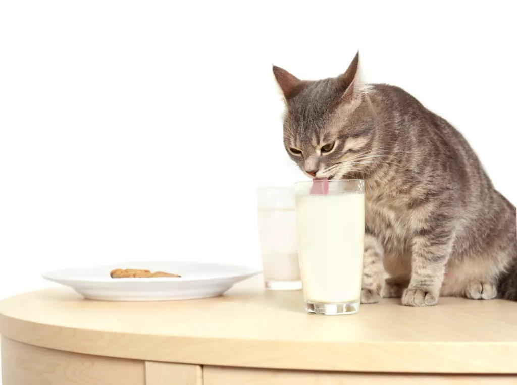 Pisica tarcata sta pe masa si bea lapte dintr-un pahar