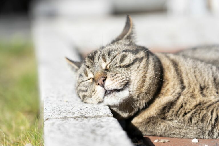 pisica tigrisor care doarme in soare pe marginea unei borduri, arsurile solare la pisici