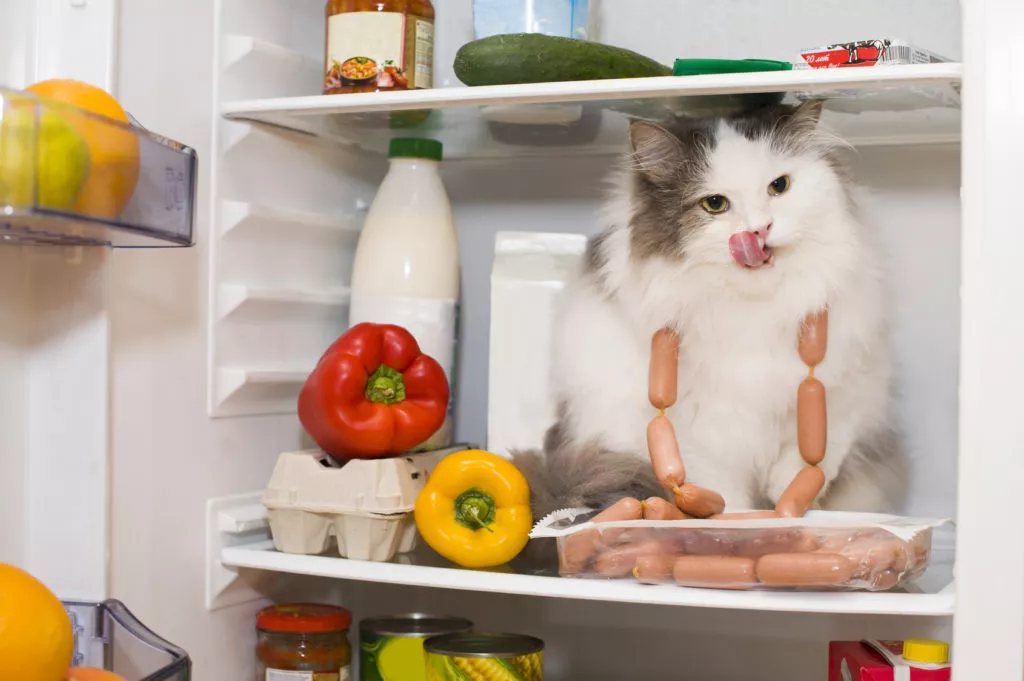 pisica alba pufoasa se linge pe bot in timp ce sta in frigider, are in jurul gâtului o frânghie de cârnați, articol despre Alimente periculoase pentru pisici