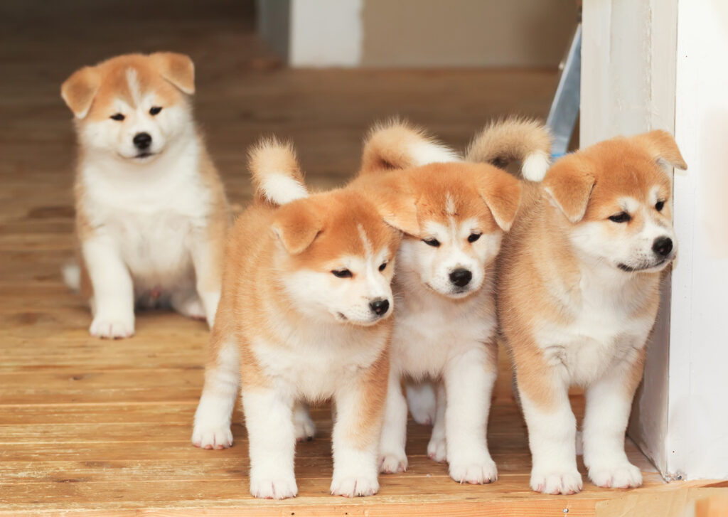 pui de akita inu Trei pui de akita inu unul langa altul, urmariti din fundal de un altul