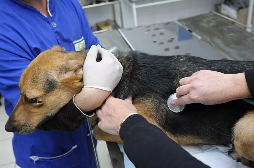 câine la veterinar