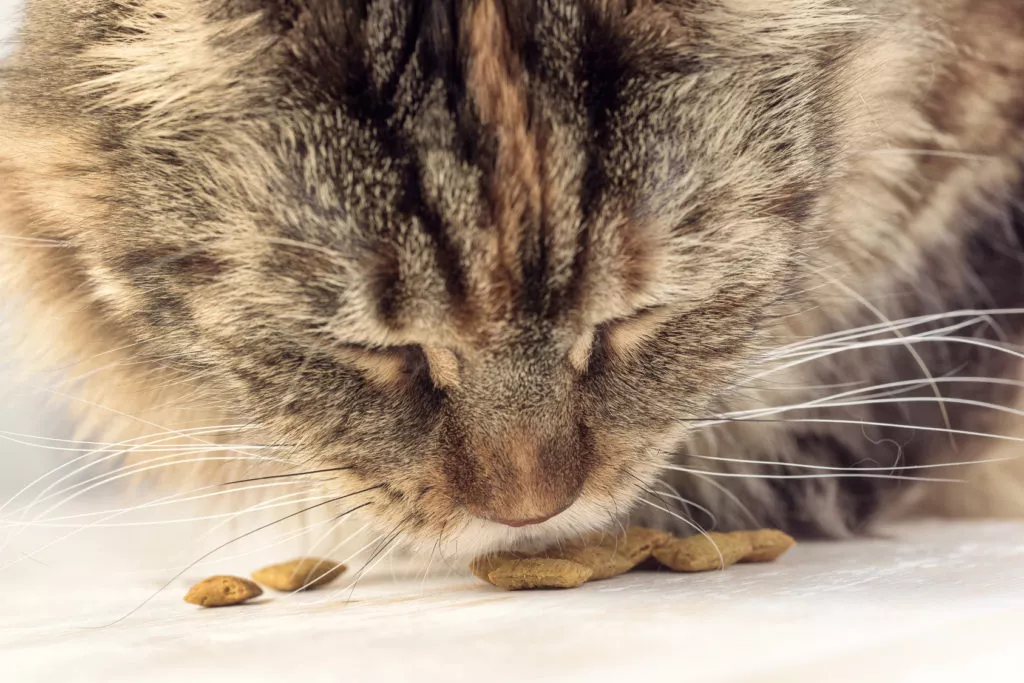 Hrana uscata pentru pisici si un bot de pisica care le adulmecă, articol despre intoleranța alimentară la pisici