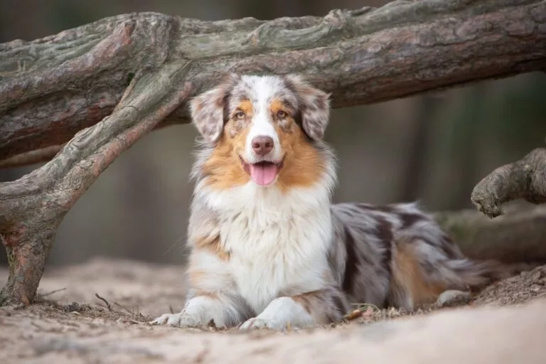 Câine ciobănesc australian în natură în fața unui copac