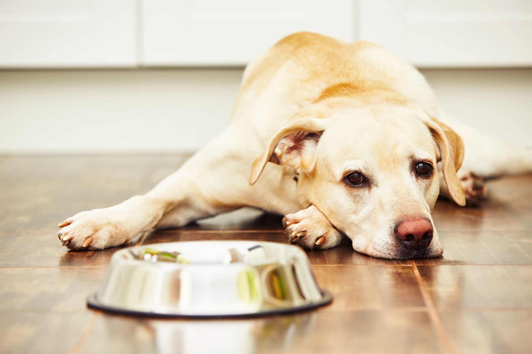 Labrador care stă cu capul pe lăbuța din față lângă un bol de mâncare gol, câinele pare bolnav