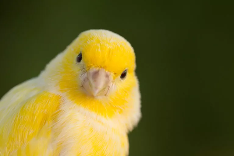 Canar galben in partea stângă a pozei, fotografie de aproape pe fundal verde închis