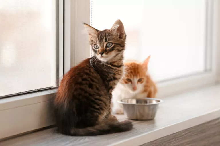 Doi pui de pisică roșcați pe pervaz lângă un bol cu hrană pentru pisici