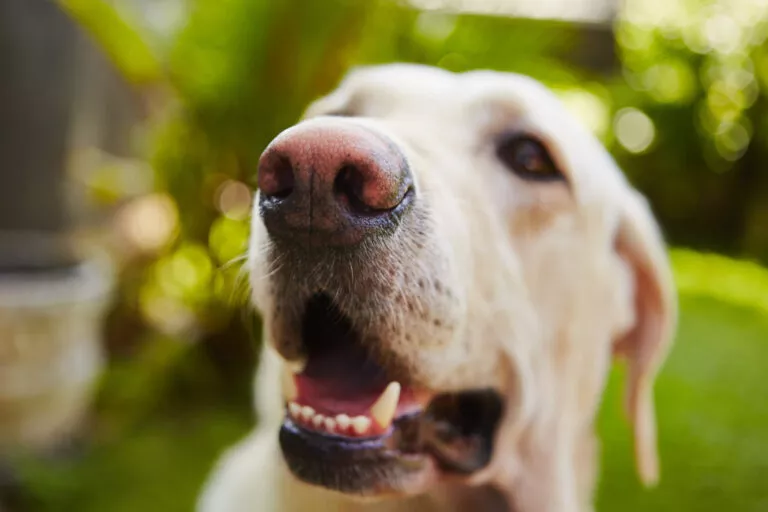 simturile cainilor, golden retriever cu gura deschisa poza de aproape in gradina